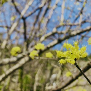 サンシュユ,春黄金花,植物,花,春,花弁,