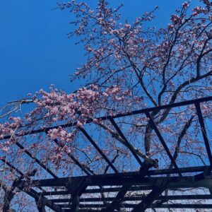 桜,植物,花,春,花弁,