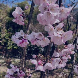 桜,植物,花,春,花弁,