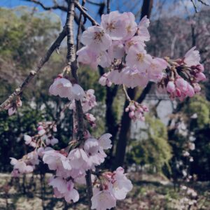 桜,植物,花,春,花弁,