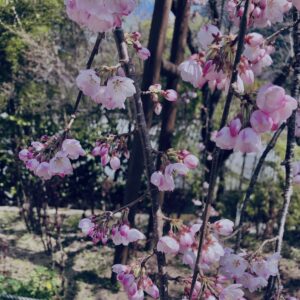 桜,植物,花,春,花弁,
