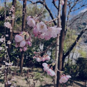 桜,植物,花,春,花弁,