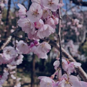 桜,植物,花,春,花弁,