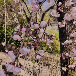 桜,植物,花,春,花弁,