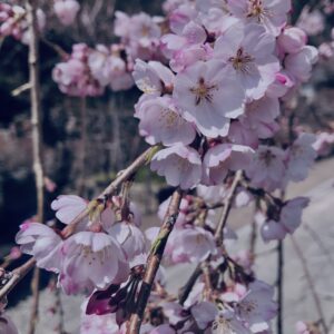 桜,植物,花,春,花弁,