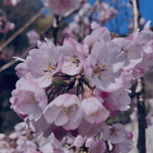 桜,植物,花,春,花弁,