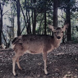 奈良,奈良公園,若草山,春日山原始林,林,自然,風景, 鹿,