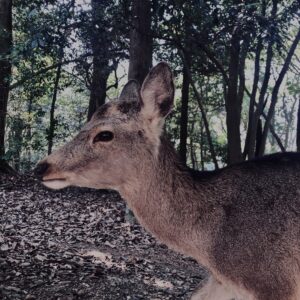奈良,奈良公園,若草山,春日山原始林,林,自然,風景, 鹿,