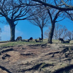 奈良,奈良公園,若草山,春日山原始林,林,自然,風景, 鹿,