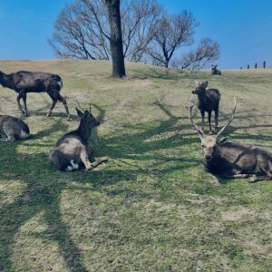 奈良,奈良公園,若草山,春日山原始林,林,自然,風景, 鹿,