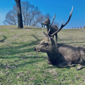 奈良,奈良公園,若草山,春日山原始林,林,自然,風景, 鹿,