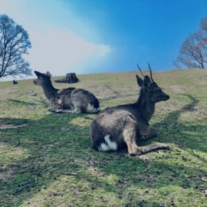 奈良,奈良公園,若草山,春日山原始林,林,自然,風景, 鹿,