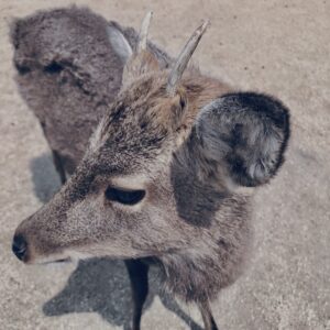 奈良,奈良公園,若草山,春日山原始林,林,自然,風景, 鹿,