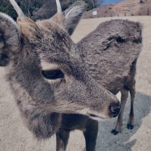 奈良,奈良公園,若草山,春日山原始林,林,自然,風景, 鹿,