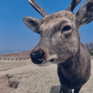 奈良,奈良公園,若草山,春日山原始林,林,自然,風景, 鹿,