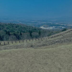 奈良,奈良公園,若草山,春日山原始林,林,自然,風景, 鹿,