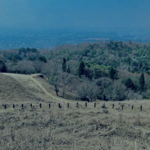 奈良,奈良公園,若草山,春日山原始林,林,自然,風景, 鹿,