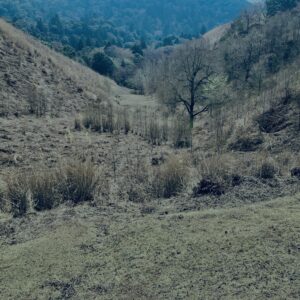 奈良,奈良公園,若草山,春日山原始林,林,自然,風景, 鹿,