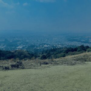 奈良,奈良公園,若草山,春日山原始林,林,自然,風景, 鹿,
