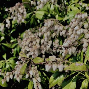 アセビ,植物,花,春,花弁,