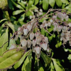 アセビ,植物,花,春,花弁,