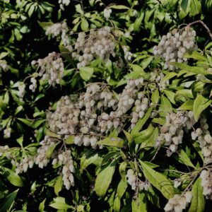 アセビ,植物,花,春,花弁,