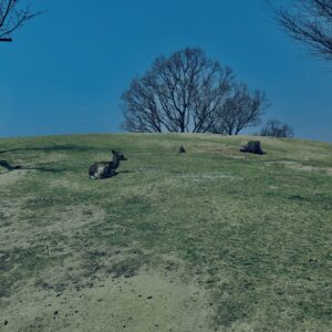 奈良,奈良公園,若草山,春日山原始林,林,自然,風景, 鹿,