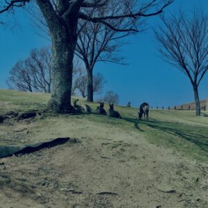奈良,奈良公園,若草山,春日山原始林,林,自然,風景, 鹿,
