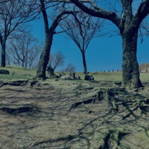 奈良,奈良公園,若草山,春日山原始林,林,自然,風景, 鹿,