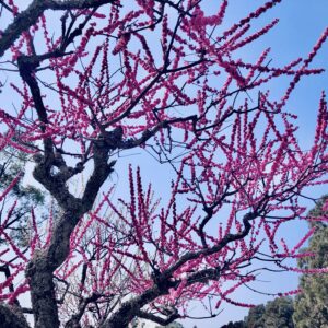 桜,植物,花,春,花弁,