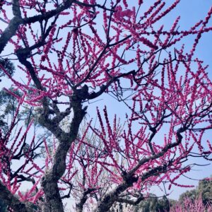 桜,植物,花,春,花弁,