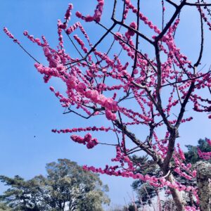 桜,植物,花,春,花弁,