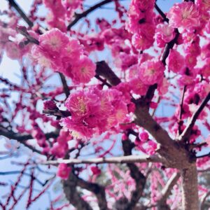 桜,植物,花,春,花弁,