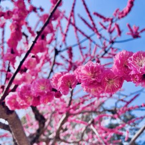 桜,植物,花,春,花弁,
