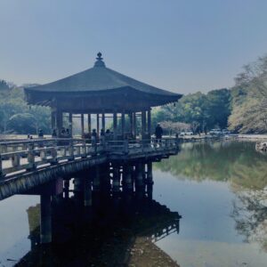 奈良,奈良公園,若草山,春日山原始林,林,自然,風景, 鹿,