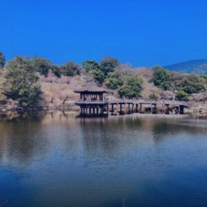 奈良,奈良公園,若草山,春日山原始林,林,自然,風景, 鹿,