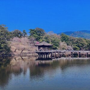 奈良,奈良公園,若草山,春日山原始林,林,自然,風景, 鹿,