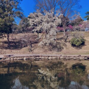 奈良,奈良公園,若草山,春日山原始林,林,自然,風景, 鹿,