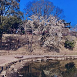 奈良,奈良公園,若草山,春日山原始林,林,自然,風景, 鹿,