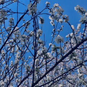 桜,植物,花,春,花弁,