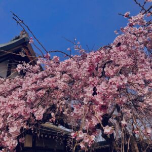 桜,植物,花,春,花弁,