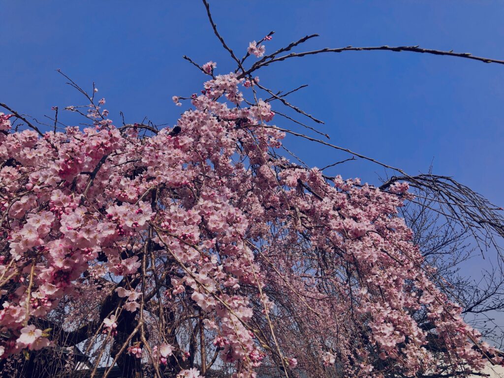 桜,植物,花,春,花弁,