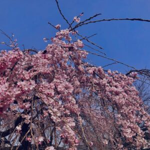 桜,植物,花,春,花弁,