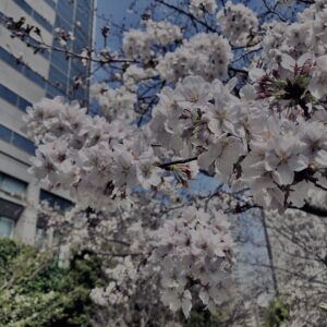 西新宿,桜,新宿,都心,23区,植物,花,春,花弁,