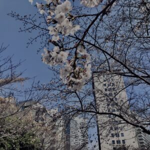 西新宿,桜,新宿,都心,23区,植物,花,春,花弁,