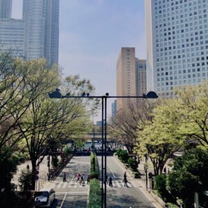西新宿,桜,新宿,都心,23区,植物,花,春,花弁,