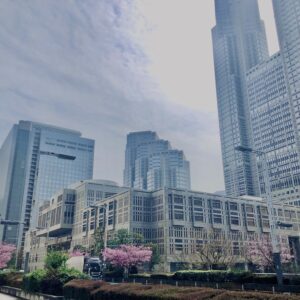 西新宿,桜,新宿,都心,23区,植物,花,春,花弁,