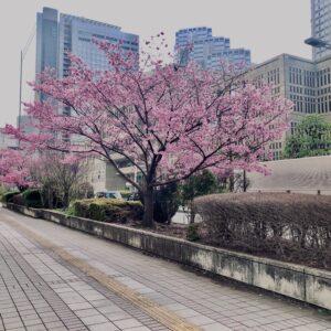 西新宿,桜,新宿,都心,23区,植物,花,春,花弁,