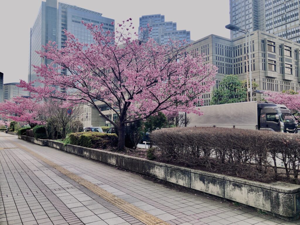 西新宿,桜,新宿,都心,23区,植物,花,春,花弁,