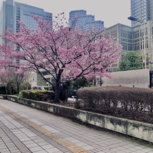 西新宿,桜,新宿,都心,23区,植物,花,春,花弁,